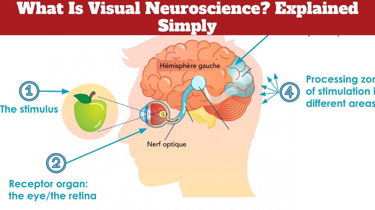What Is Visual Neuroscience? Explained Simply