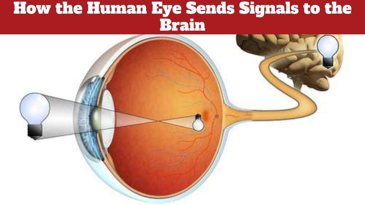 How the Human Eye Sends Signals to the Brain