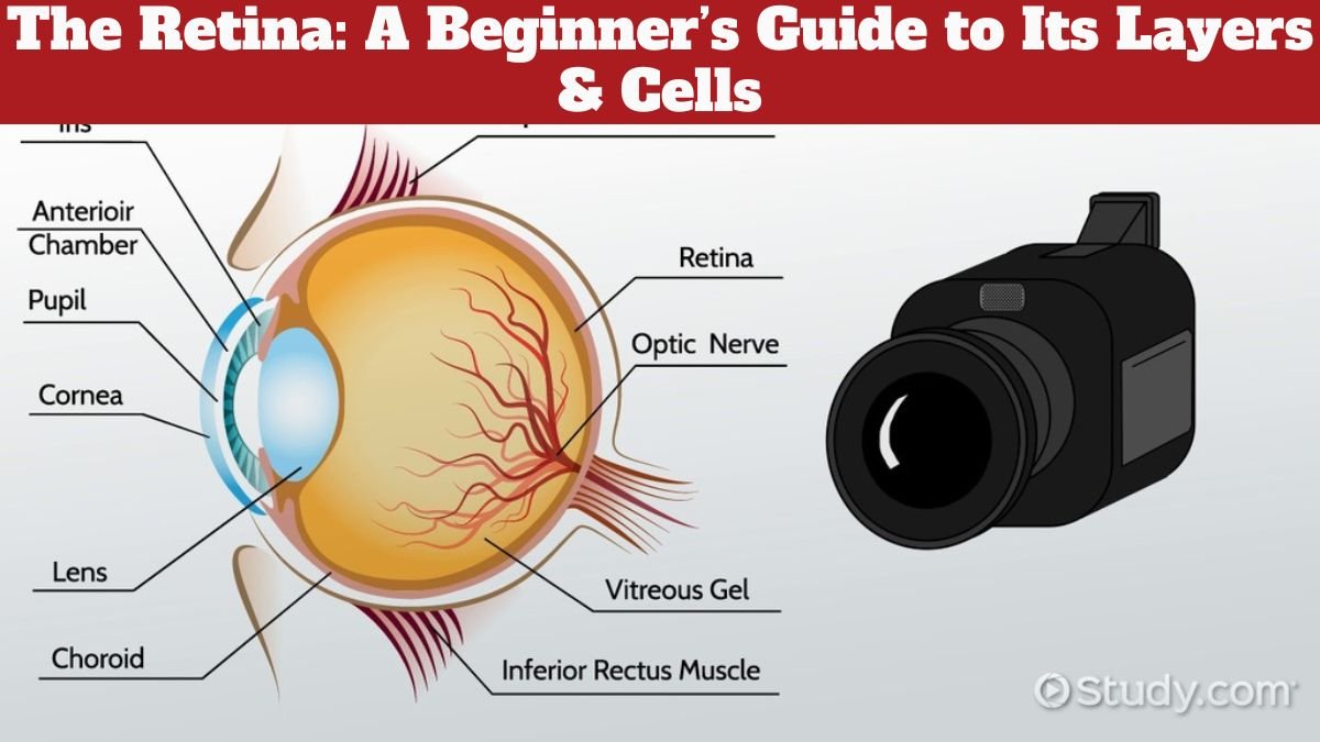 The Retina: A Beginner’s Guide to Its Layers & Cells