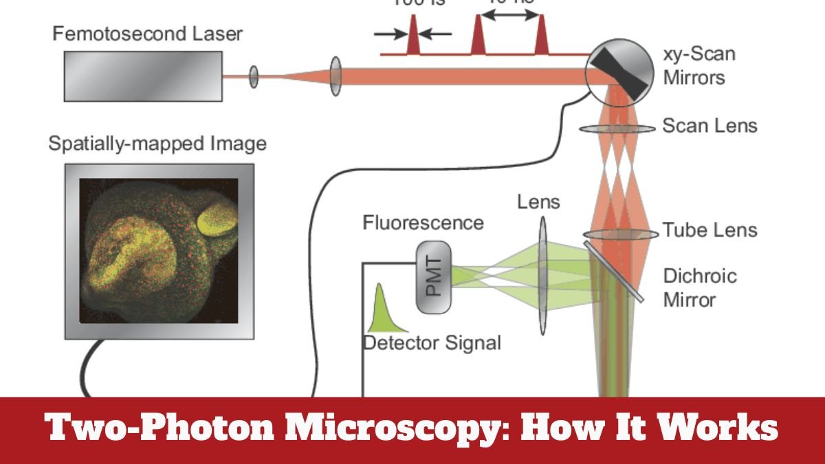 Two-Photon Microscopy: How It Works