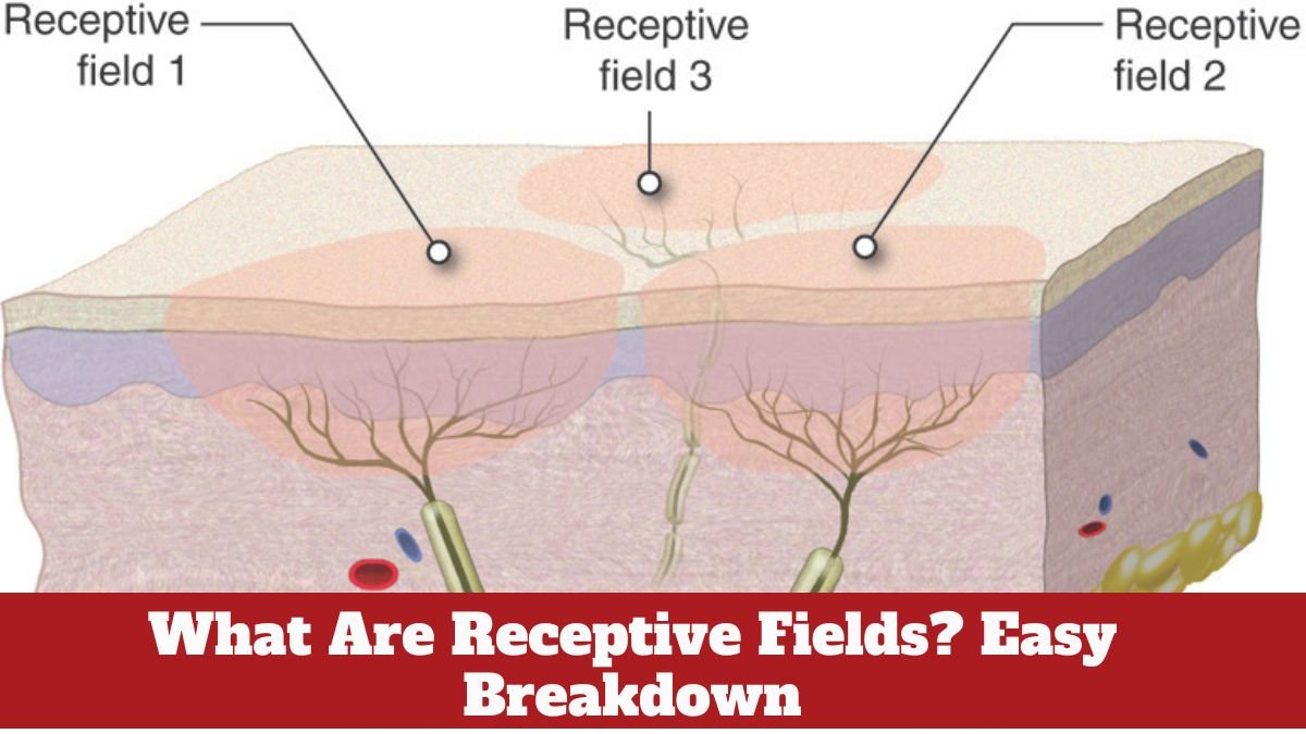 What Are Receptive Fields? Easy Breakdown